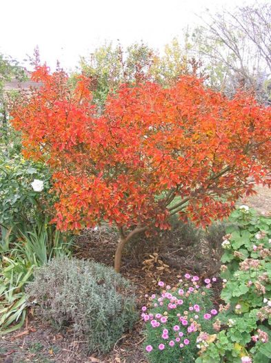 parottia persica 35 - ARBORI pentru parcuri sau bonsai