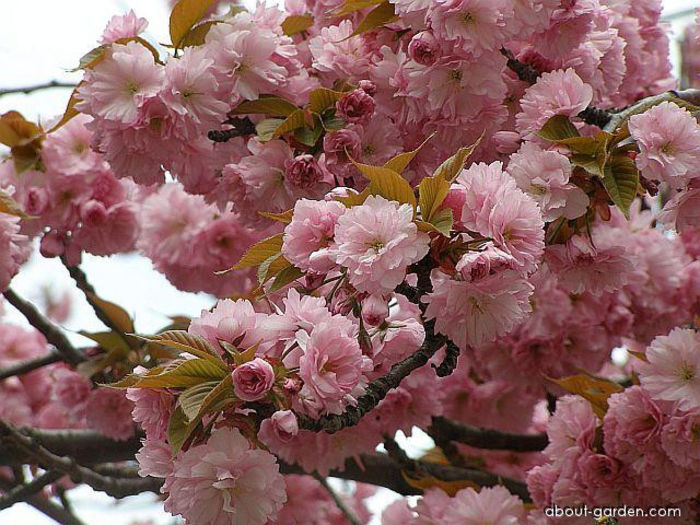 prunus-serrulata-kanzan red 35