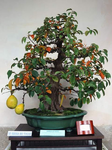 Pseudocydonia sinensis 50