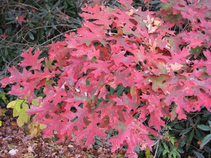 Quercus rubra. 15