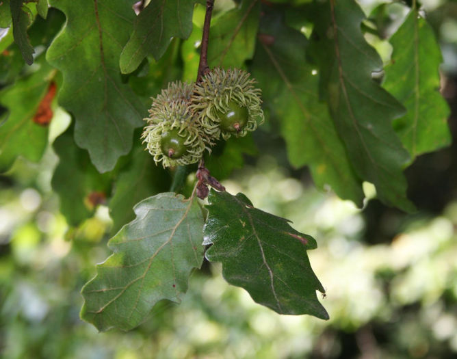 Quercus_cerris_20