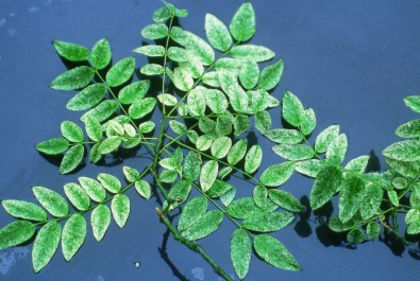 sophora japonica variegata 50 - ARBORI pentru parcuri sau bonsai