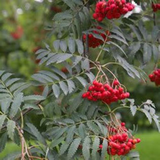 sorbus aucuparia laciniata 50 - ARBORI pentru parcuri sau bonsai