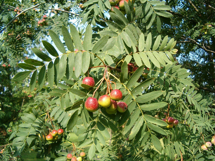 Sorbus_domestica_20 - ARBORI pentru parcuri sau bonsai