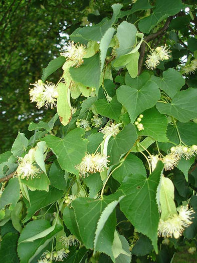 tilia cordata 20 - ARBORI pentru parcuri sau bonsai