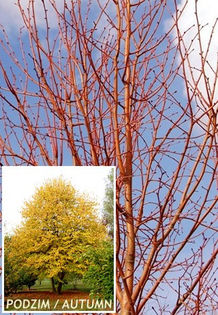 tilia cordata winter orange  50 - ARBORI pentru parcuri sau bonsai