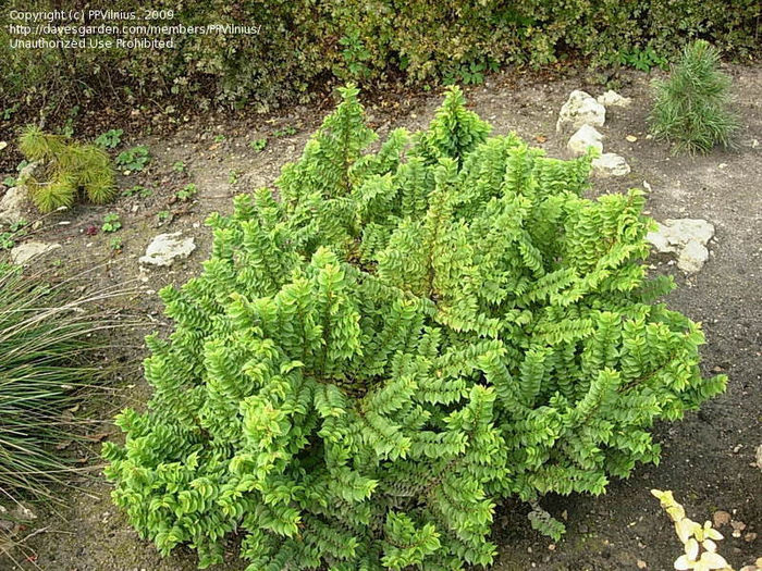 ulmus elegantissima jaqueline hiller 50 - ARBORI pentru parcuri sau bonsai
