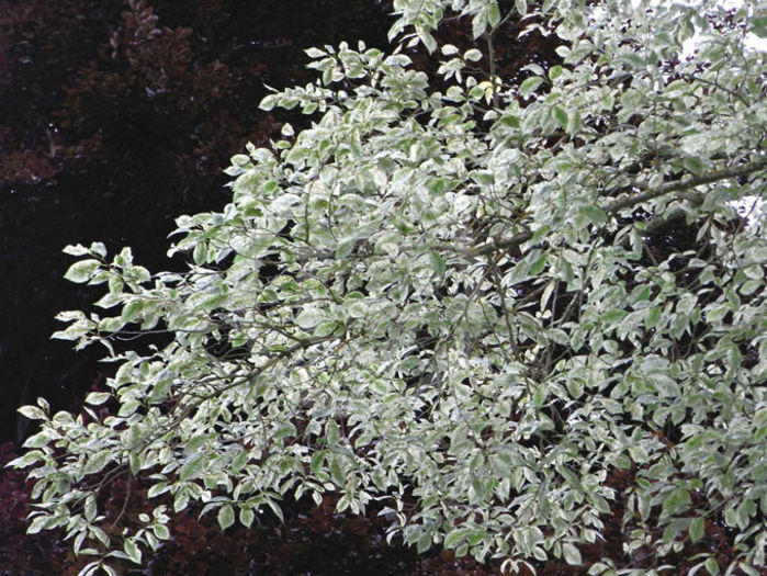 Ulmus-minor-Variegata- 50 - ARBORI pentru parcuri sau bonsai