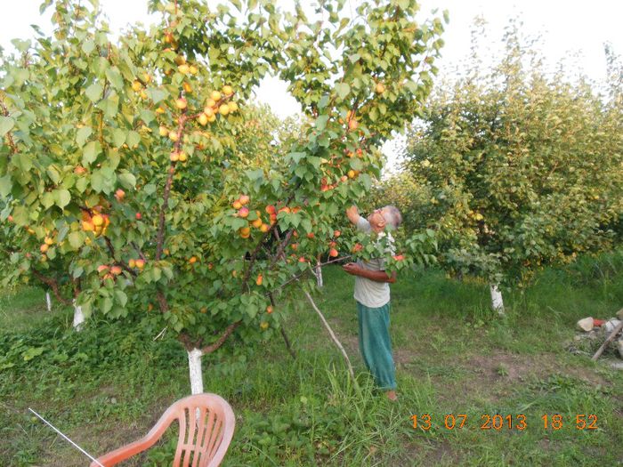 tata degustă caisele