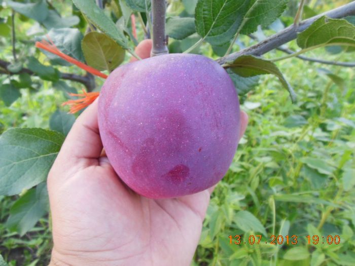 Romus 3 aproape de coacere