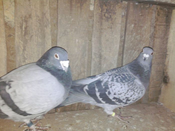 femela loc 10 judet 260km