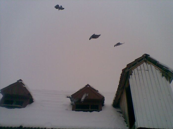 27012014(033) - La Zbor