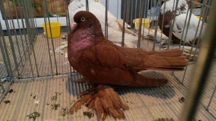 mascul 13 - campion ian.2014 bistrita