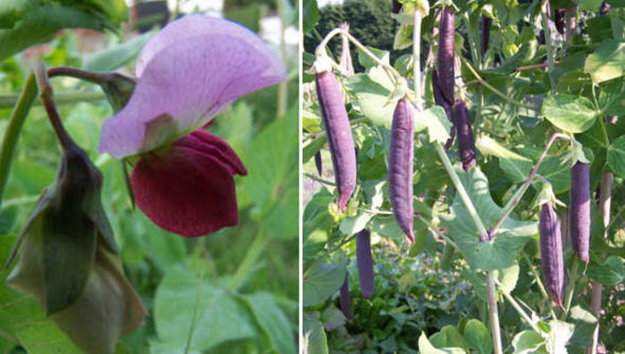 Mazare mov - De vanzare seminte -legume-mirodenii-flori-arbori
