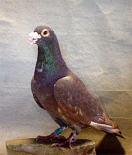Porumbel Trenton - Porumbeii Trenton SUA