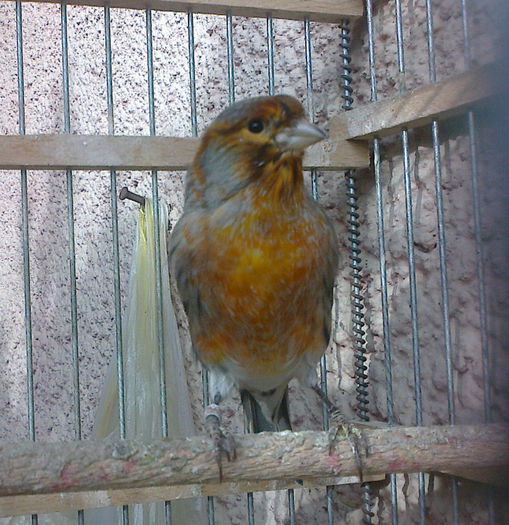 Fotografie0068_001 - CANARI