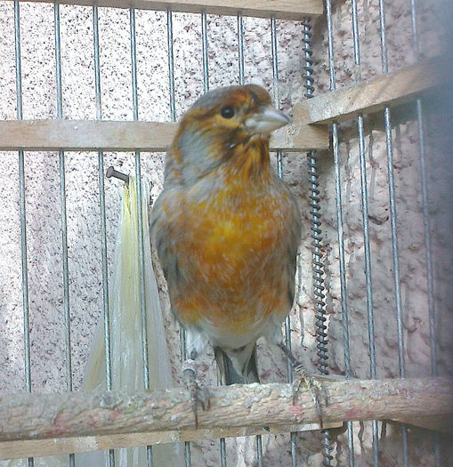 Fotografie0068_001_001 - CANARI