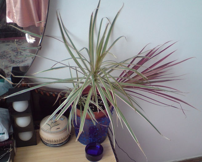 DSC01703 - Dracena