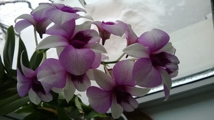 WP_20140125_001 - dendrobium