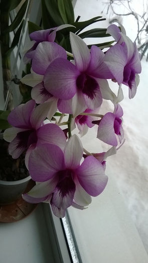 WP_20140125_002 - dendrobium