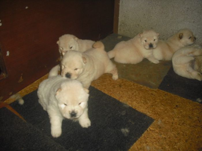 CIMG7490 - Chow chow