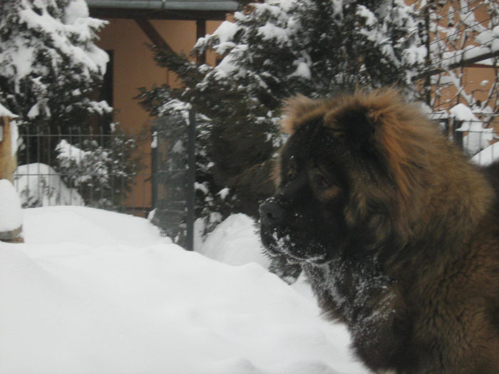 IMG_5881 - Caini ciobanesti din localitate