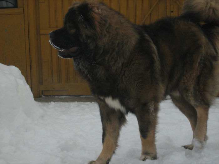 IMG_5890 - Caini ciobanesti din localitate