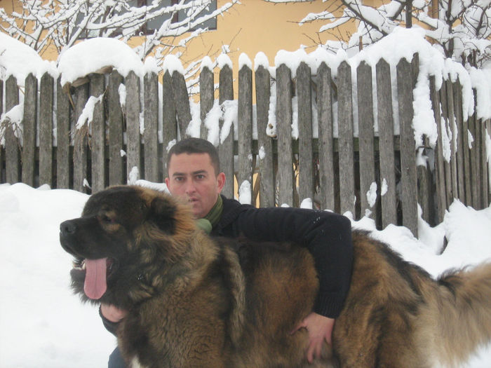 IMG_5905 - Caini ciobanesti din localitate