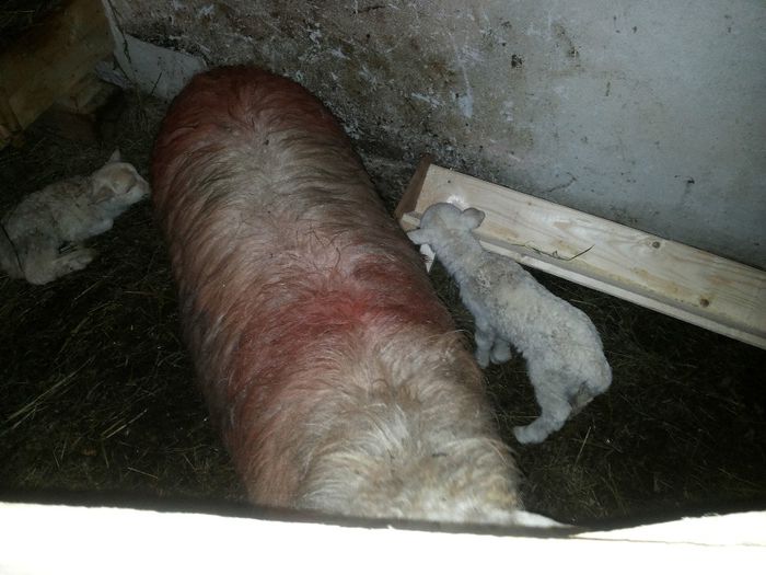 20140127_185239[1]; prima productie!
