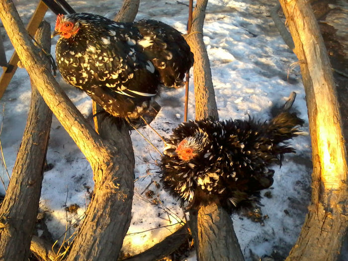 Cochinchina pitic - Cochinchina pitic bobat