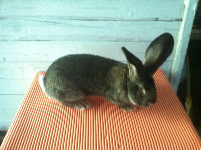 Mascul1 - 95,5 pct Campion Expo Oradea; 95,5 pct - Campion Expo Oradea - decembrie 2013
