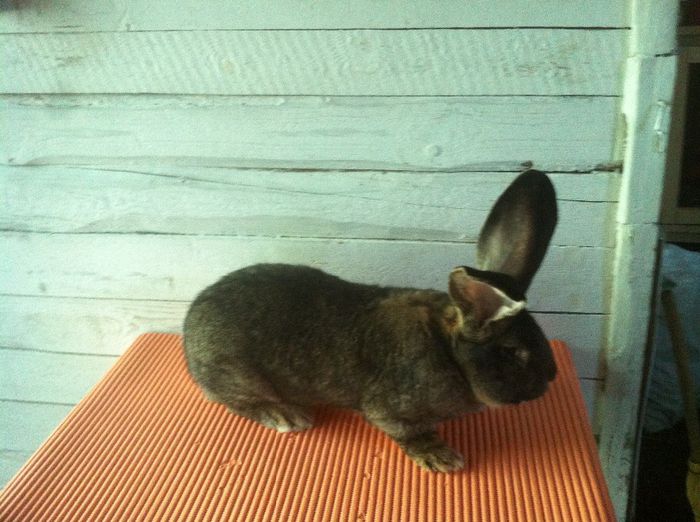 M1 - Campion Expo Oradea; Linie Germania - Heike Koller
