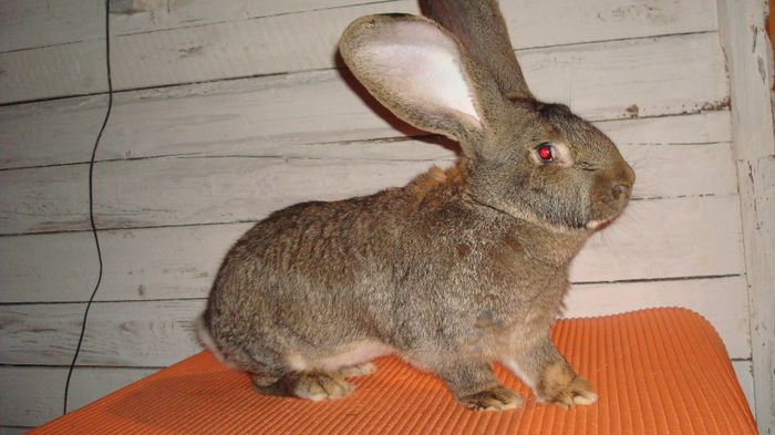 RO124 TM23 (F1); De la Luci Onujec
