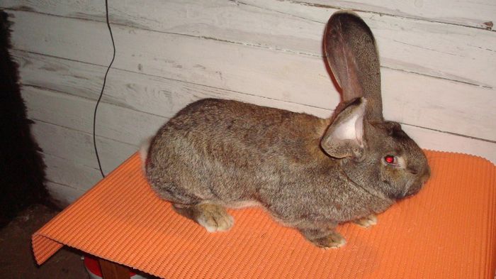 RO124 TM23 (F1); 8,800 kg ( 11 luni )
