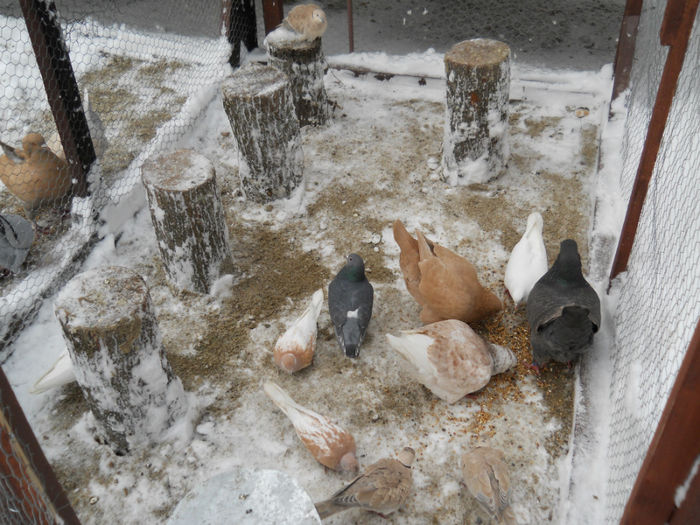 La gramada femele King