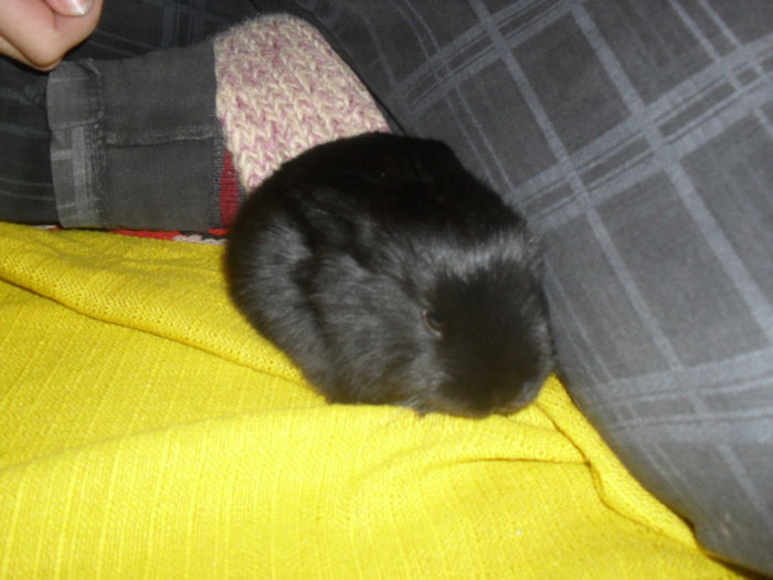 3 sapt - Cuib 6_01_2014