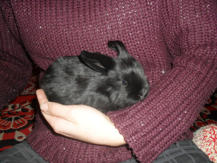 3 sapt - Cuib 6_01_2014