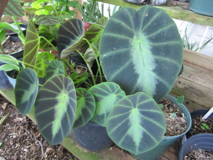 Alocasia jenningsii - a-alte seminte rare