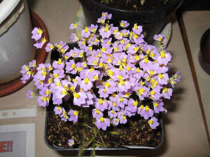 Utricularia bisquamata carnivora