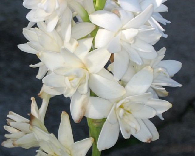 Polianthes tuberosa - a-alte seminte rare