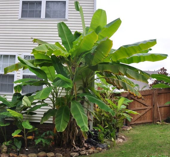 Musa sikkimensis - a-alte seminte rare