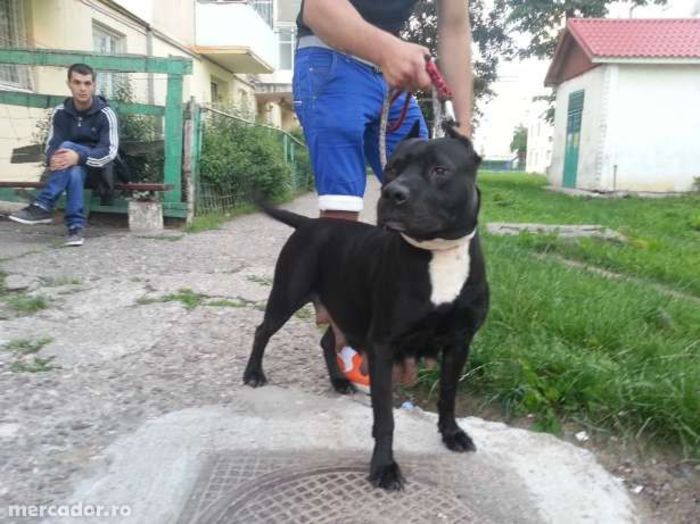 11607969_4_644x461_vand-pui-a-p-b-t-american-pitbull-terrier-animale-de-companie - Doly