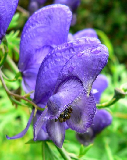 Aconitum napellus - a-alte seminte rare