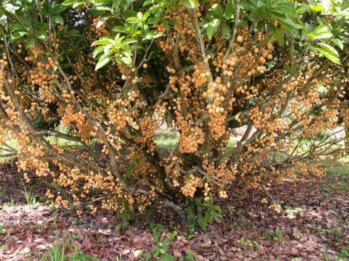 Baccaurea ramiflora fructe - a-alte seminte rare