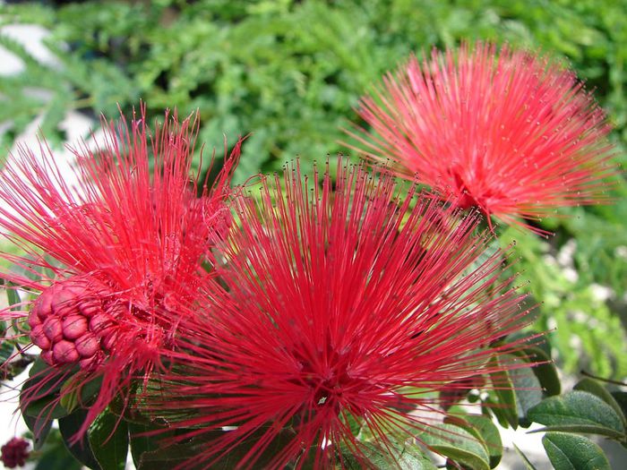 Calliandra similis - a-alte seminte rare