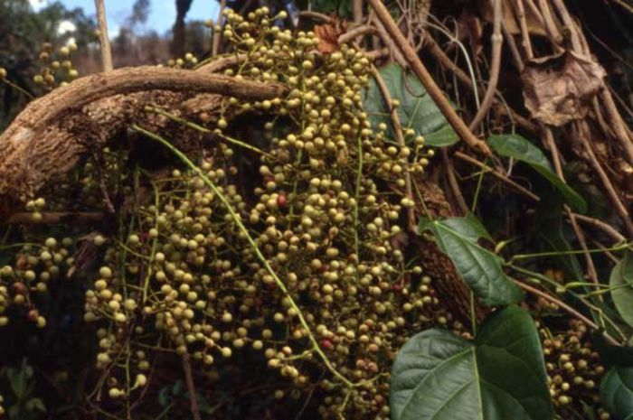 Anamirta cocculus - a-alte seminte rare