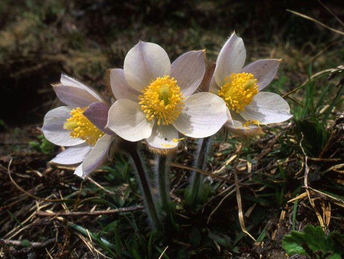 Pulsatilla-vernalis - a-alte seminte rare