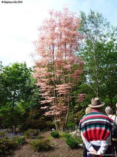 Toona sinensis - 2-de vanzare 2019-2020-SEMINTE IERBURI FOLOSITOARE SI PLANTE MEDICINALE RARE