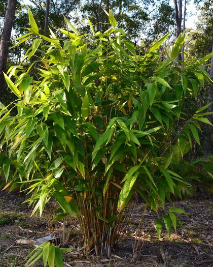 Thysanolaena Maxima bambus - a-alte seminte rare
