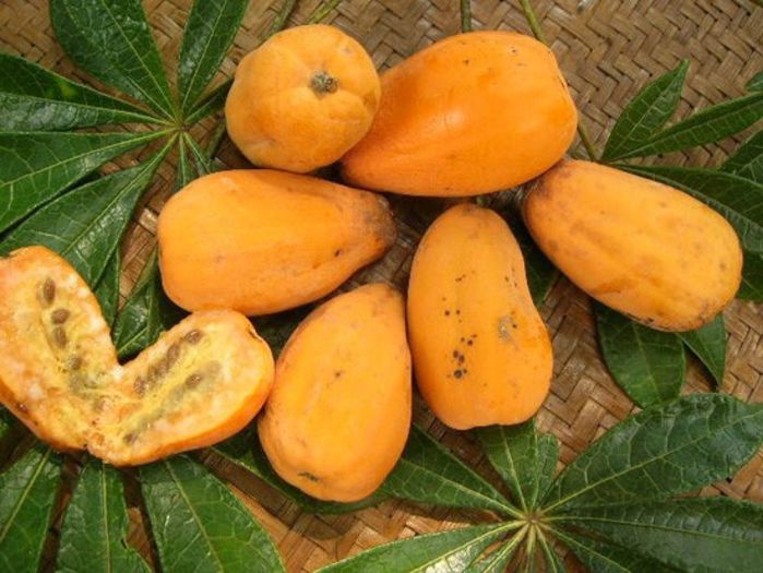 Jacaratia spinosa -fruct - a-alte seminte rare